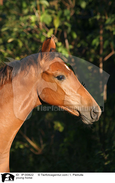 junges Pferd / young horse / IP-00822