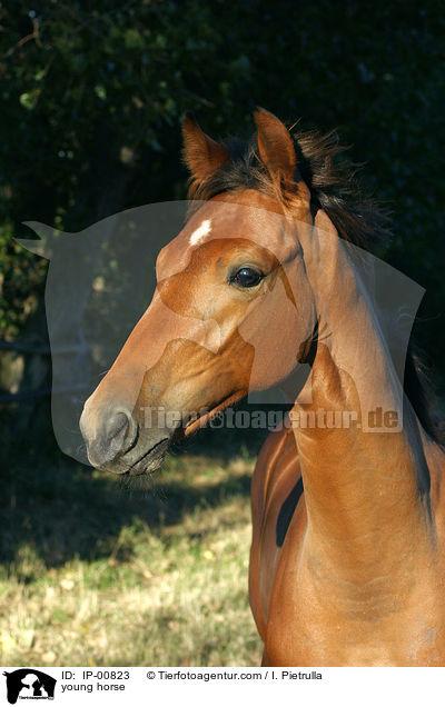 young horse / IP-00823