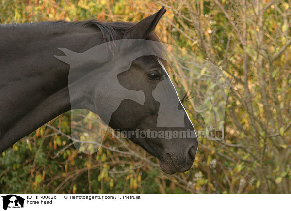 Dunkelfuchs / horse head / IP-00826