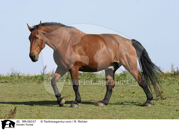 brown horse / RR-06037