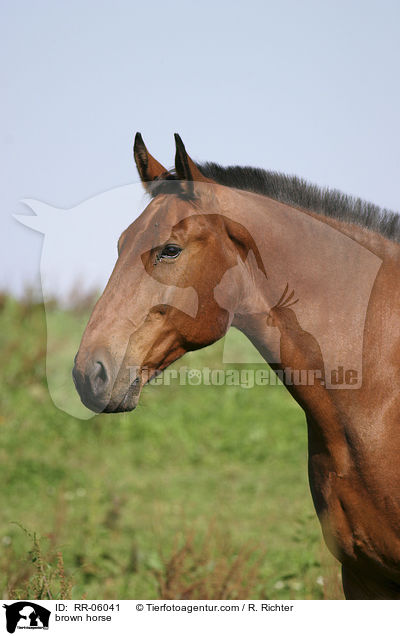 Brauner im Portrait / brown horse / RR-06041