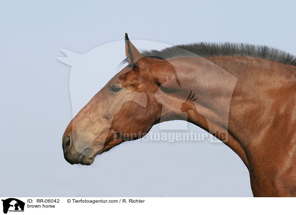 Brauner im Portrait / brown horse / RR-06042