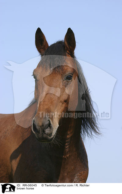 brown horse / RR-06045