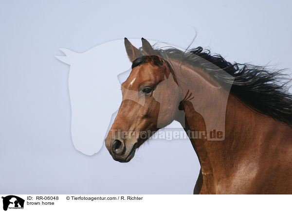 Brauner im Portrait / brown horse / RR-06048