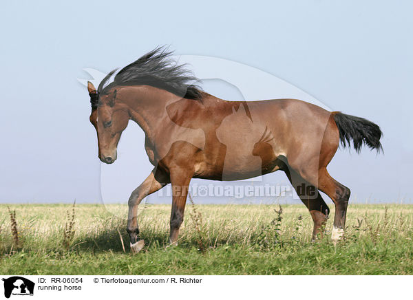 galoppierendes Pferd / running horse / RR-06054