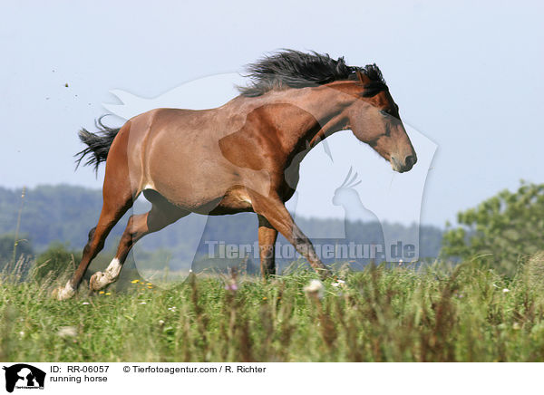 running horse / RR-06057