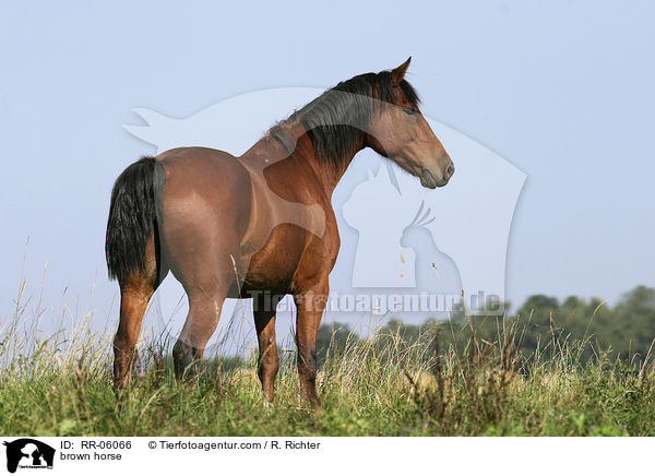 braunes Pferd / brown horse / RR-06066