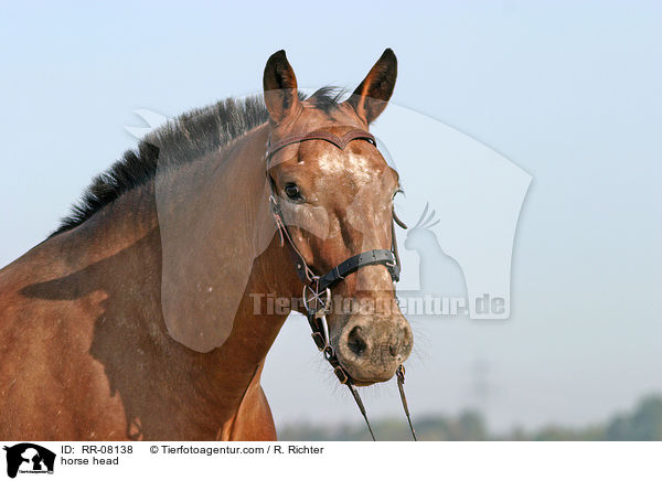 Pferdeportrait / horse head / RR-08138