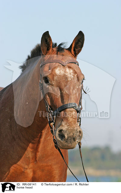 Pferdeportrait / horse head / RR-08141