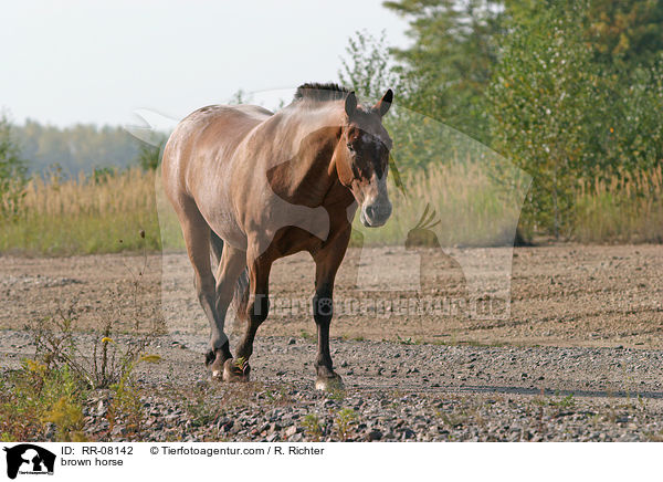 braunes Pferd / brown horse / RR-08142