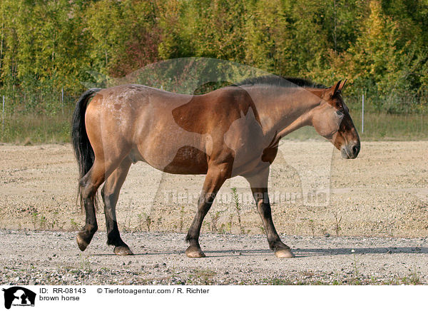 braunes Pferd / brown horse / RR-08143