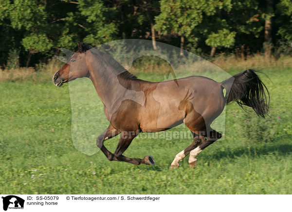 running horse / SS-05079