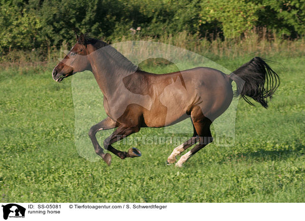 rennendes Pferd / running horse / SS-05081