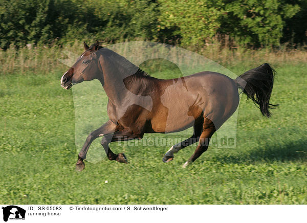 rennendes Pferd / running horse / SS-05083