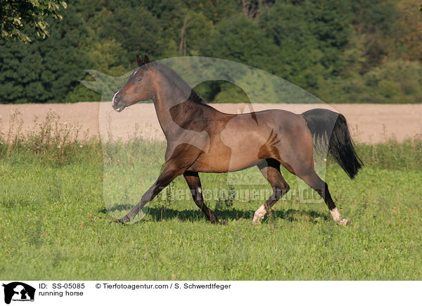 rennendes Pferd / running horse / SS-05085