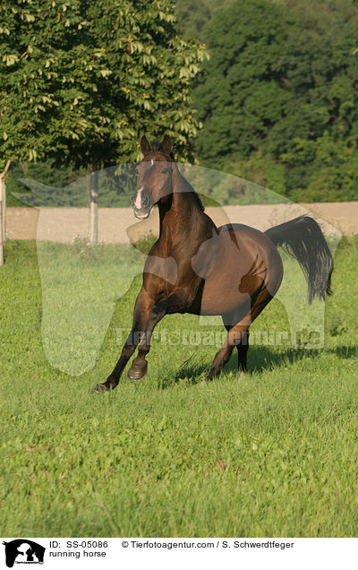 rennendes Pferd / running horse / SS-05086