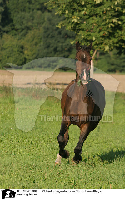 rennendes Pferd / running horse / SS-05089