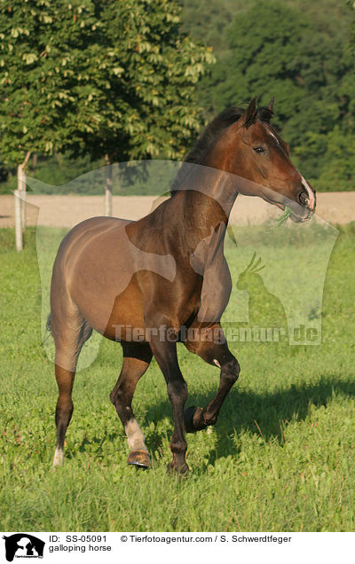 galoppierendes Pferd / galloping horse / SS-05091