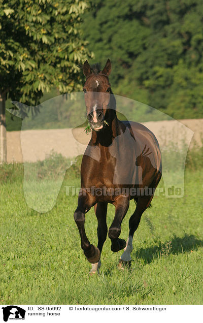 rennendes Pferd / running horse / SS-05092