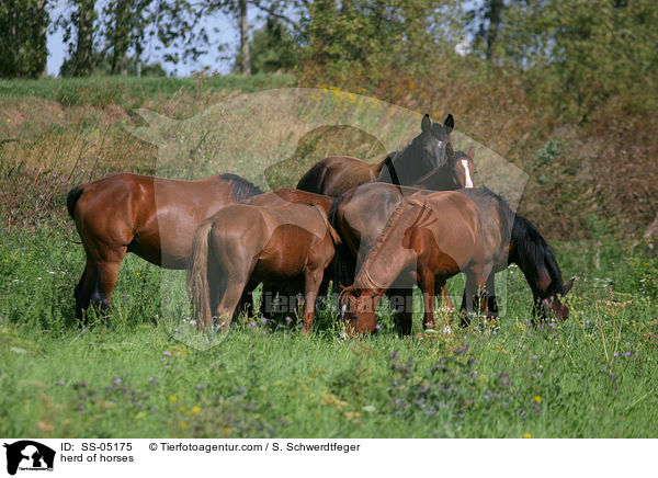 Pferdeherde / herd of horses / SS-05175