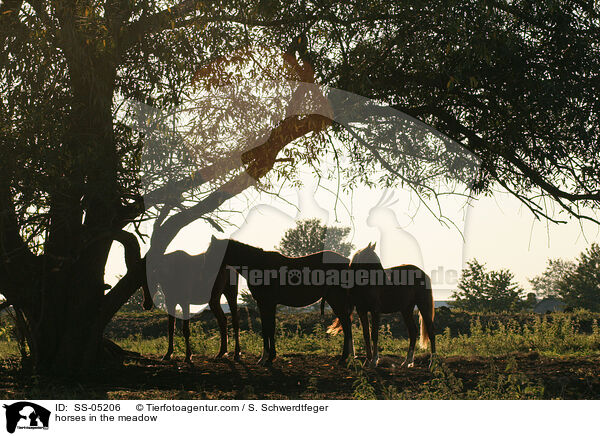 Pferde auf der Weide / horses in the meadow / SS-05206