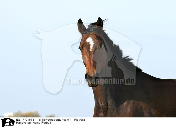 Hannoveraner Portrait / Hanoverian Horse Portrait / IP-01678