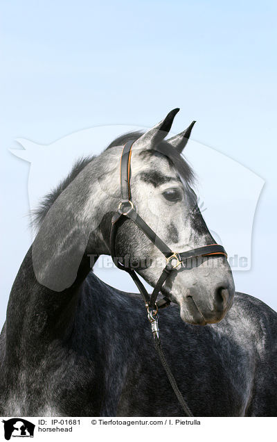 Pferdeportrait / horsehead / IP-01681