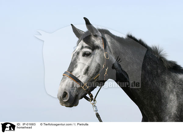 Pferdeportrait / horsehead / IP-01683