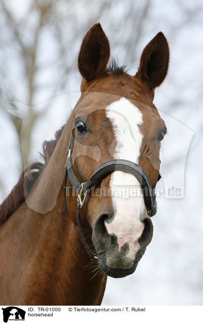 Pferdekopf / horsehead / TR-01000