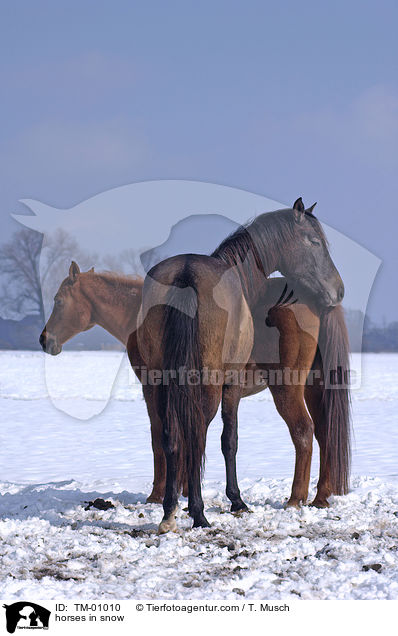 Pferde im Schnee / horses in snow / TM-01010