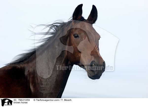 braunes Pferd / brown horse / TM-01059