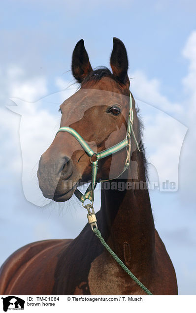 braunes Pferd / brown horse / TM-01064