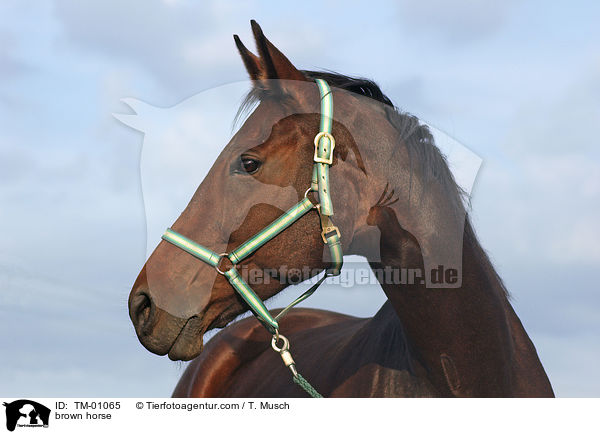 braunes Pferd / brown horse / TM-01065