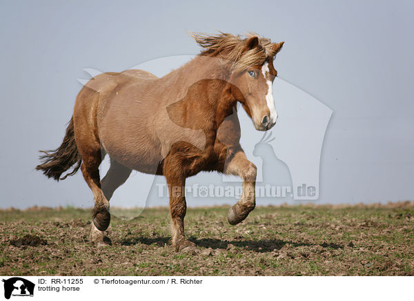 trabendes Pferd / trotting horse / RR-11255