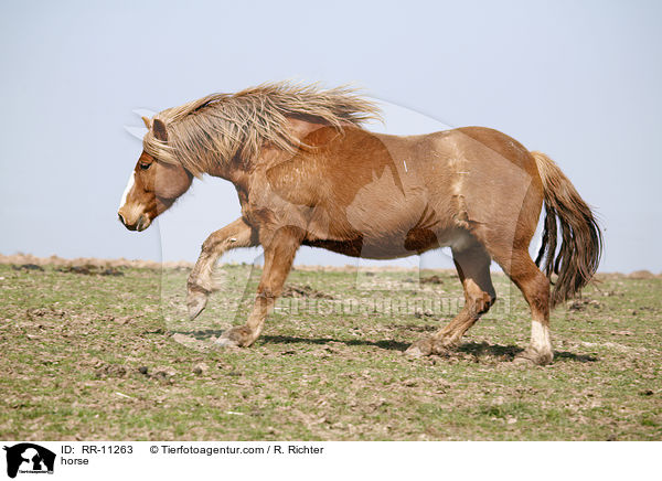 Pferd / horse / RR-11263
