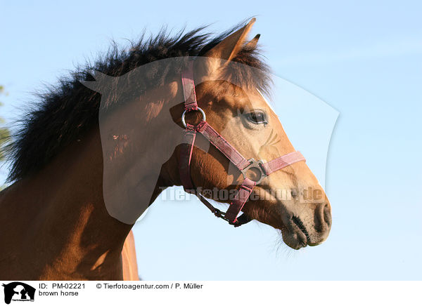 Brauner / brown horse / PM-02221