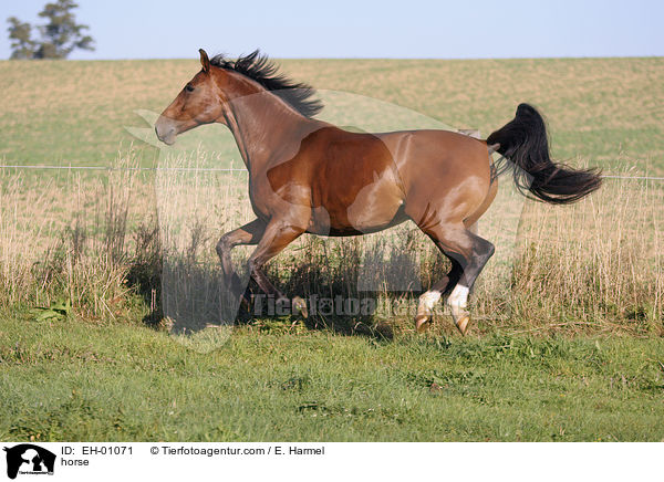 Warmblut Stute / horse / EH-01071