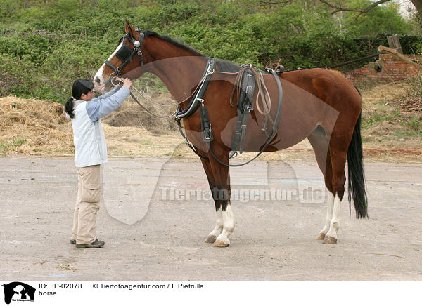Hannoveraner / horse / IP-02078
