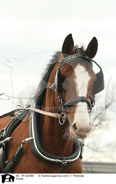 Hannoveraner / horse / IP-02085
