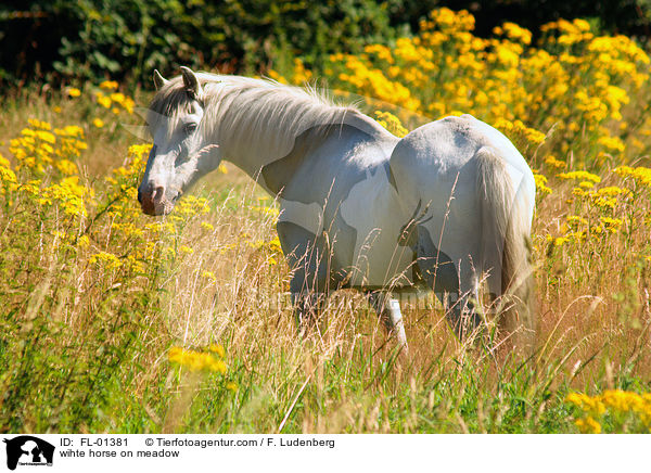 weies Pferd auf Wiese / wihte horse on meadow / FL-01381