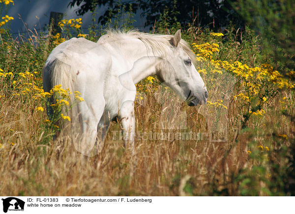 wihte horse on meadow / FL-01383