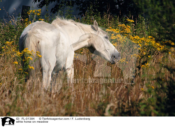 weies Pferd auf Wiese / wihte horse on meadow / FL-01384