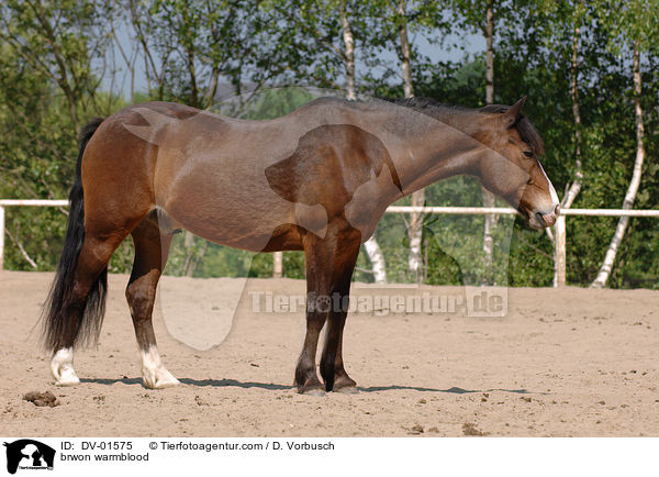 Braunes Warmblut / brwon warmblood / DV-01575