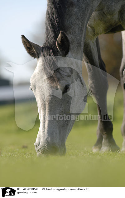grasendes Pferd / grazing horse / AP-01959