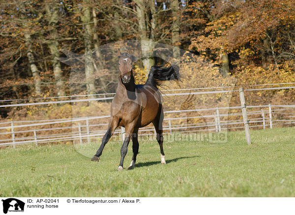 running horse / AP-02041
