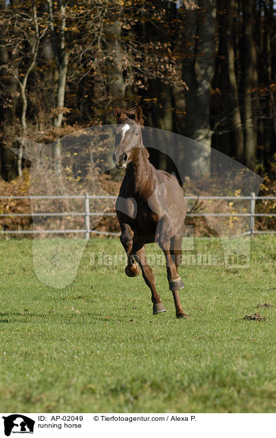 running horse / AP-02049