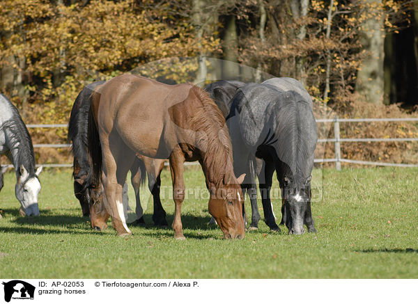 grazing horses / AP-02053