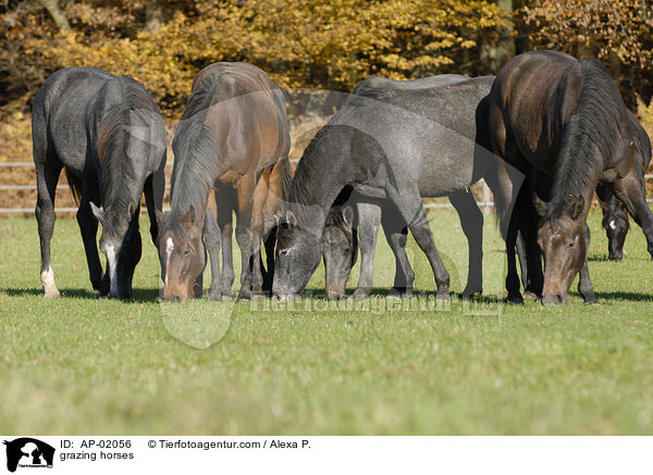 grasende Pferde / grazing horses / AP-02056