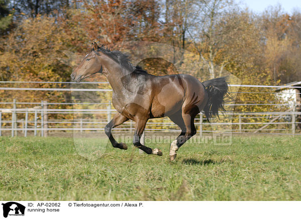 running horse / AP-02062