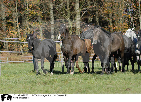 herd of horses / AP-02063